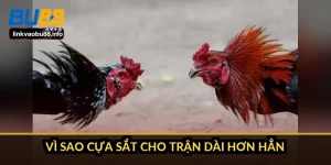 Vì sao cựa sắt cho trận dài hơn hẳn