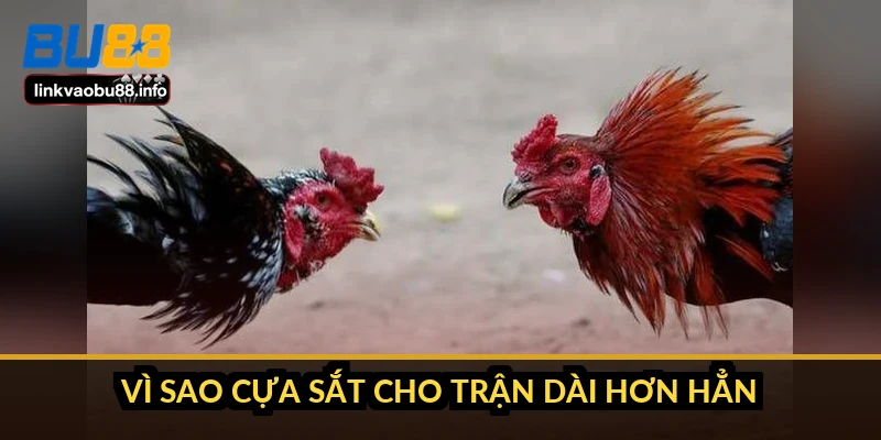 Phân biệt đá gà cựa sắt và cựa dao: 6 điểm khác nhau cốt lõi 2 Vì sao cựa sắt cho trận dài hơn hẳn