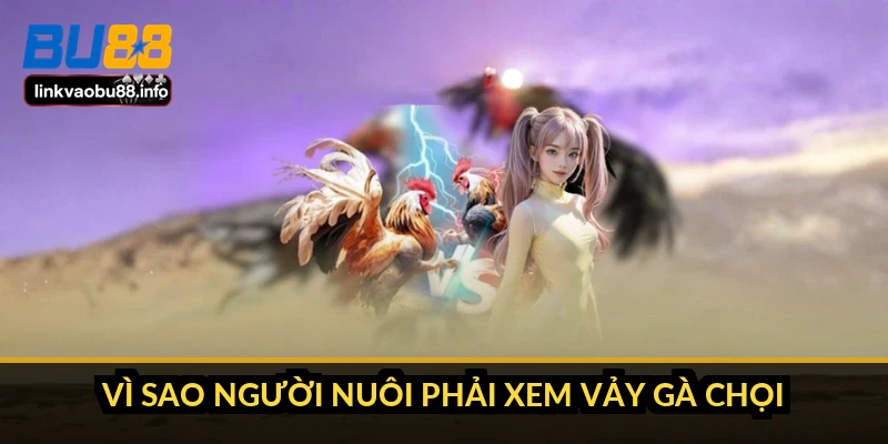 Cách xem vảy gà chọi: đọc hàng vảy trước khi tin vào tên gọi 2 Vì sao người nuôi phải xem vảy gà chọi