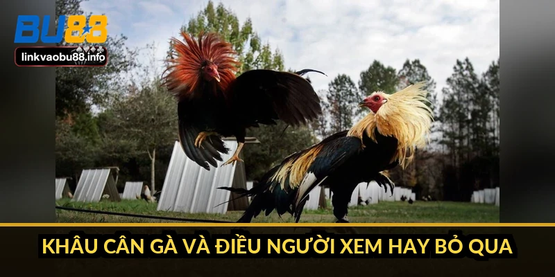 Luật chơi đá gà Thomo: quy trình trận và cách xử lý kèo 2 Khâu cân gà và điều người xem hay bỏ qua