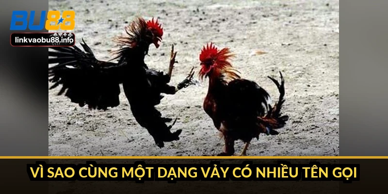 Cách xem vảy gà chọi: đọc hàng vảy trước khi tin vào tên gọi 3 Vì sao cùng một dạng vảy có nhiều tên gọi