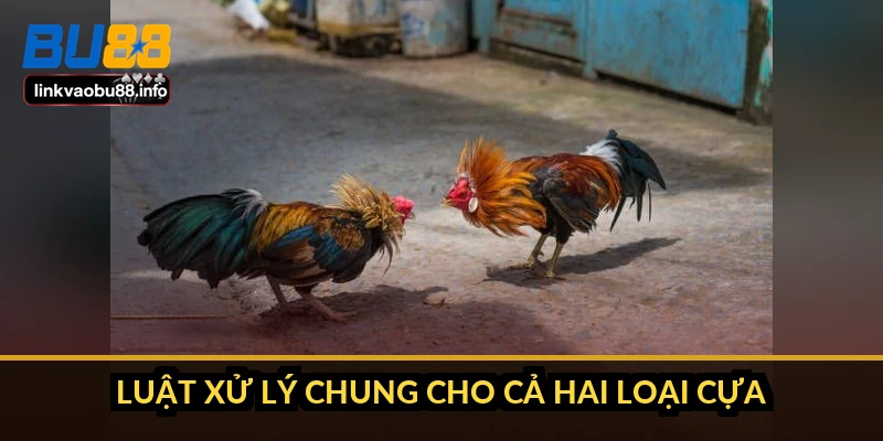 Phân biệt đá gà cựa sắt và cựa dao: 6 điểm khác nhau cốt lõi 3 Luật xử lý chung cho cả hai loại cựa
