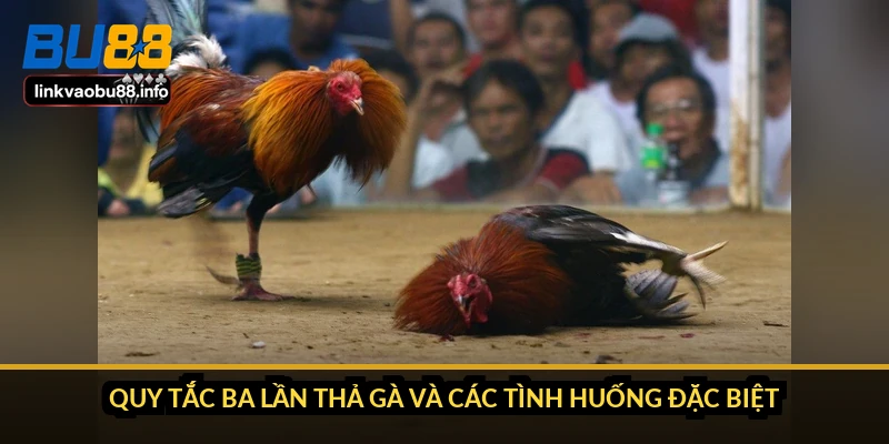 Luật chơi đá gà Thomo: quy trình trận và cách xử lý kèo 4 Quy tắc ba lần thả gà và các tình huống đặc biệt