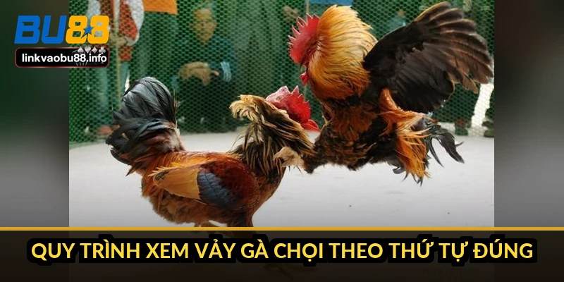Cách xem vảy gà chọi: đọc hàng vảy trước khi tin vào tên gọi 4 Quy trình xem vảy gà chọi theo thứ tự đúng