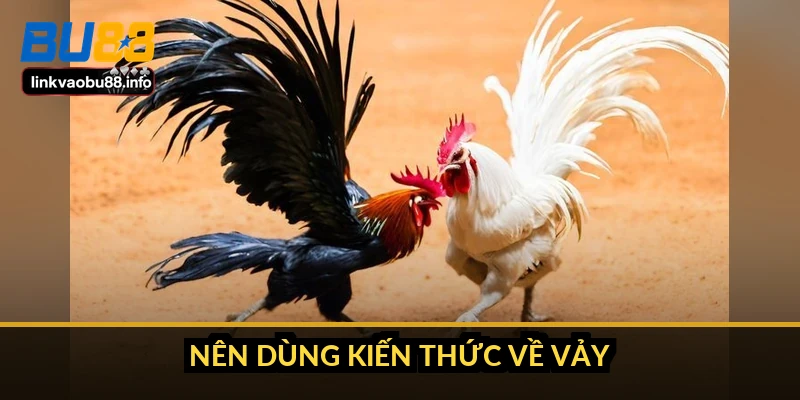 Cách xem vảy gà chọi: đọc hàng vảy trước khi tin vào tên gọi 5 Nên dùng kiến thức về vảy thế nào