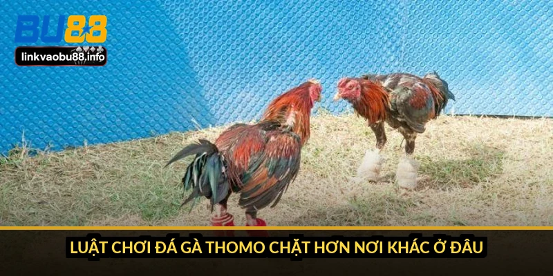 Luật chơi đá gà Thomo: quy trình trận và cách xử lý kèo 5 Luật chơi đá gà Thomo chặt hơn nơi khác ở đâu