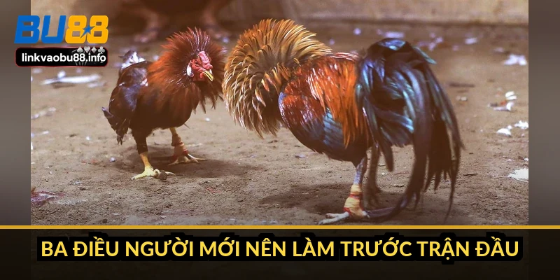 Luật chơi đá gà Thomo: quy trình trận và cách xử lý kèo 6 Ba điều người mới nên làm trước trận đầu